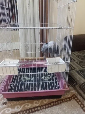 ببغاء كاسكو للبيع متكلم اليف جدا بنادي نور خالد السلام عليكم وصفات عصافير اصوات تليفون واصوات