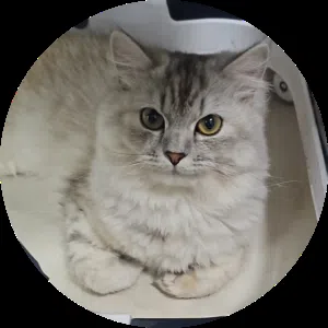 قطة تركي أنجورا للبيع Turkish Angora Cat Full Vaccinated