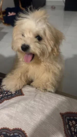 Maltese puppy 6 months old in Rak trained