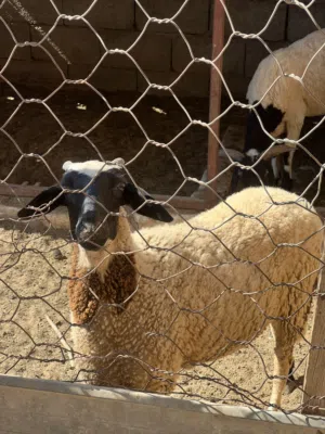 فطيمه للبيع اقراء الواصف