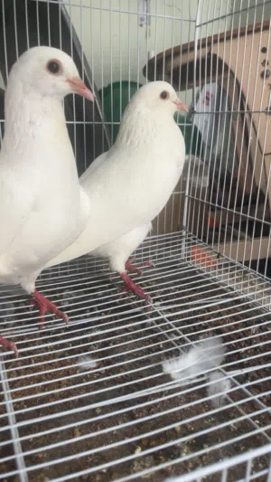 حقم فرنسي لاحم احجام ممتازه