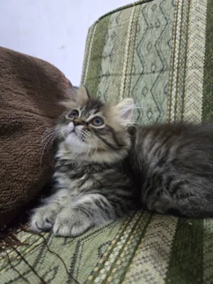 كيتنز هملايا تايجر