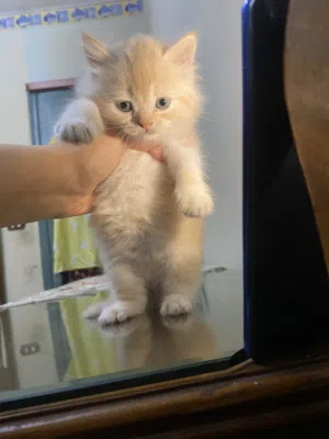 Creamy White Kitten