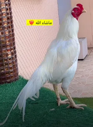دجاجه باكستانيه مع اولادها
