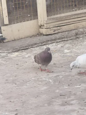 طيره لوت ميازه السعر 5 الاف او مراوس