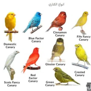 المسلاتي المسلاتي 69 