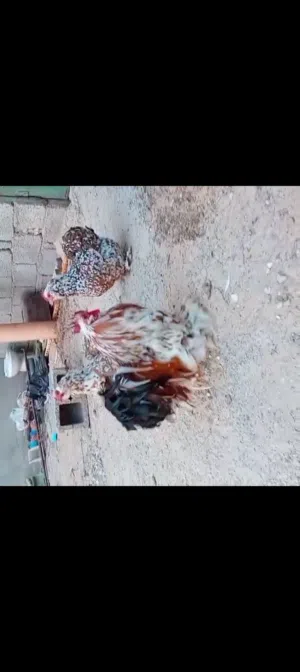 كوبية استورالي تبارك الرحمن تلاته دجاجات وفروج لحية ووداج