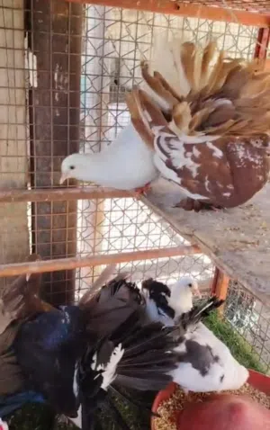 حمام شمسي ومدينه وزينه للبيع شاهد الوصف