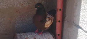 كوبيه ميني