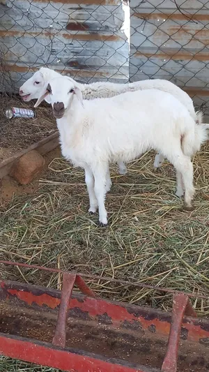 ‏غنم‏0