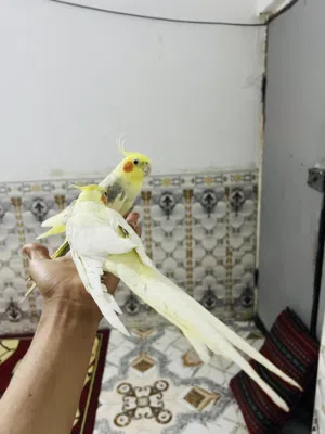 كوكتيلات مال بيت ليفات