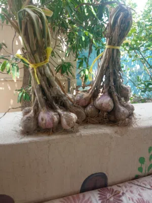 ثوم محلي نظيف