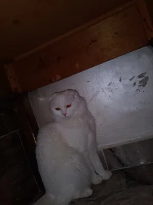 بسه انثاي نوع :سكوتش فولد تطعيمات كامله