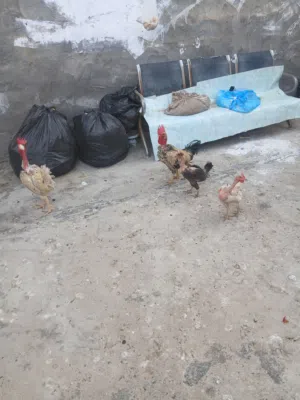 دجاجتين وديج عرب بياض  ابو ركيبه