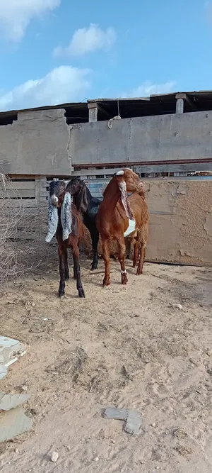 ‏ماعز‏0