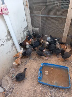 دجاج العمر شهرين