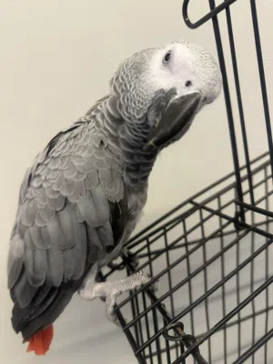 African grey casco very very polite