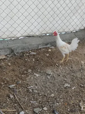 ديج ابو ركيبة للبيع