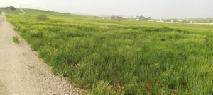 قطعه ارض في بلعما الزيتونة قرب الاستراد الزرقاء اربد زراعية تصلح لمزرعة أو شاليه