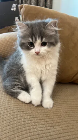 Male Persian mix kitten