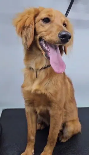 للبيع كوكو سبانيل    Dog :Cocker Spaniel