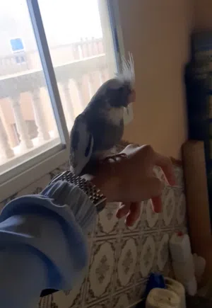 Calopsitte mdrisi fih taman zwin