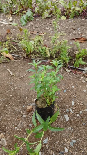 شتلات متنوعه