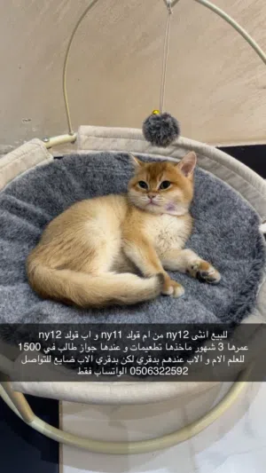 قطط برتش بلو و قولد ، سكوتش فولد