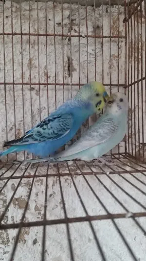 4اجواز ربي يبارك