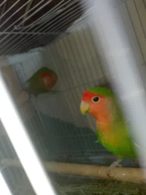 للبيع زوج روز (Lovebird) جاهز للإنتاج
