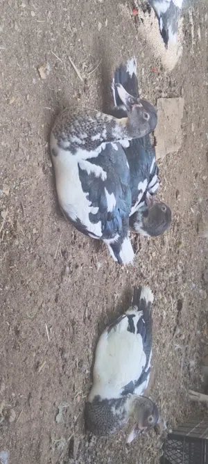 بالصلاة على النبي متوفر ذكور بط للبيع