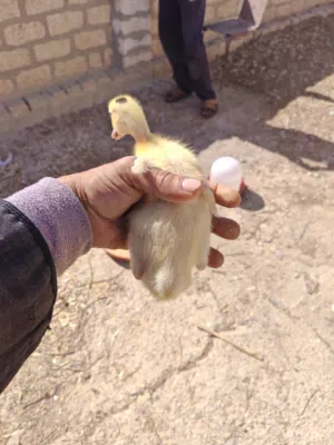 بط مولر عمر 15 يوم الجوز ب130جنيه