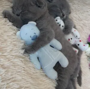 Scottish fold blue