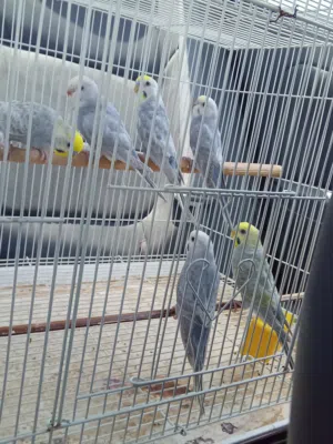 اربعه دكوره رينبو وزوز إنتايات