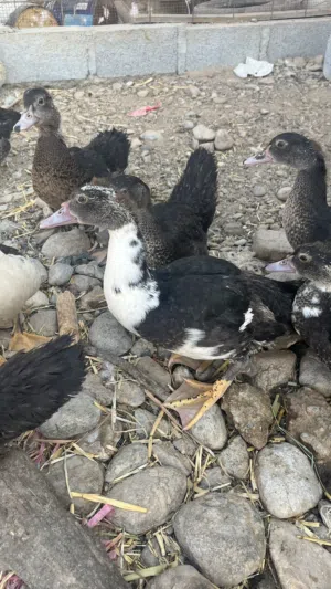 بط مصري للبيع