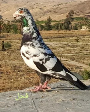 متاح حمام للبيع
