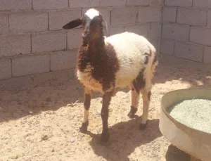 فطيمة للبيع