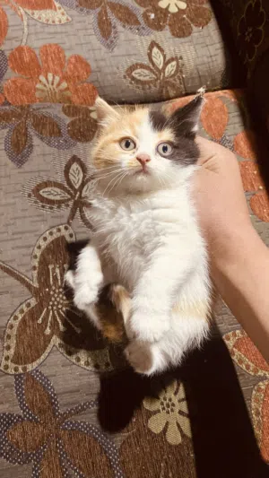 قط سكوتش شيرازي مكس للبيع