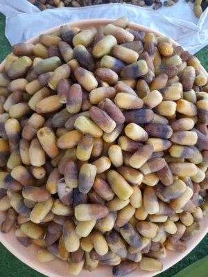 رطب نغال للبيع خراف يومي جوده ممتاز