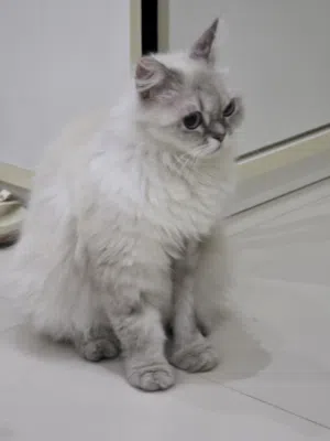 قطط للتبني