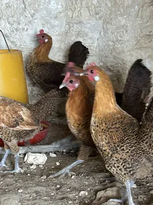 ‏دجاج‏2
