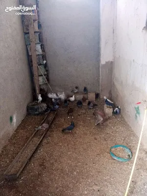 ‏حمام‏0