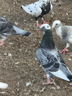 حمام فنان ماشالله