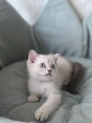 بريتش شورت هير British shorthair