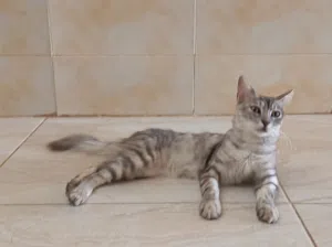 قط شيرازي صحي ممتاز