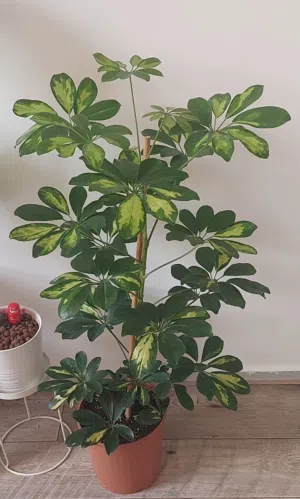 Schefflera indoor plant 4kd