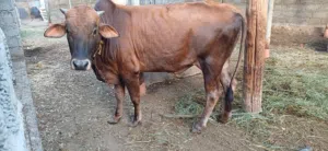 ثيران عمانيات اصليات لحمة تين