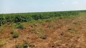 Farm Land for Sale in Khartoum Jabal Awliya