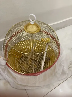 ‏ماعز‏1