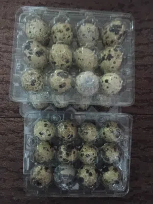 بيض سمان يتوفر بكميه
